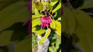 Bulbophyllum corolliferum  Eythrope Orchid Conservation Project nature orchidspecies orchid [upl. by Fedora]