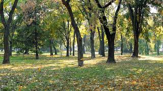 Autumn Leaves on a Forest Road  1 Hour Video [upl. by Eninaj]