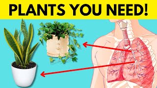 WARNING Dont Ignore These 8 Plants If You Want a Healthier Home [upl. by Isidore]