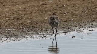 Black Tailed Godwit [upl. by Hudgens481]