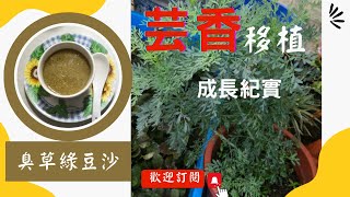 芸香移植成長紀錄｜摘下葉片做港式甜點《臭草綠豆沙》 [upl. by Agate]