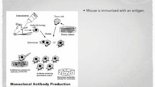 A level S7 Monoclonal antibodies Ms Cooper [upl. by Ekrub]