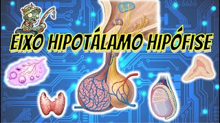 HIPÓFISE  Suas funções e principais doenças [upl. by Monahan]