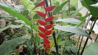 Growing the Hanging Lobster Claw Heliconia rostrata [upl. by Htrag350]