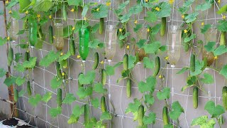 How to grow cucumbers to produce a lot of fruit in soil Bags at home [upl. by Anne-Corinne]