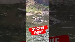 Saltwater Crocodile Fight  shorts youtubeshorts crocodiles australia florida [upl. by Ayikal]