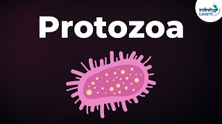 Introduction to Protozoa  Microorganisms  Biology  Dont Memorise [upl. by Clements]