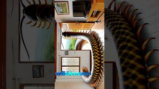 House and Centipede home animals wildlife binatang [upl. by Hernardo181]