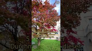 Japanischer FächerAhorn Acer palmatum Schnitt Größe Breite Durchmesser acerpalmatum ahorn [upl. by Prestige]