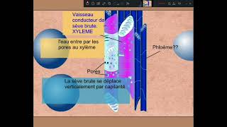 Relation entre absorption et transpiration7520829 [upl. by Kcirddec]