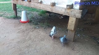 Male Pigeon Cooing female pigeon Male singing dancing and following female pigeon [upl. by Ramu552]