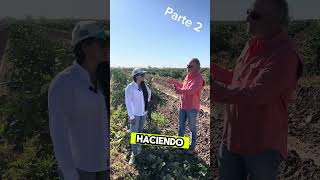 Conociendo la citricultura en Sonora agro short agro naranja citricos citricultura agronomia [upl. by Essa]