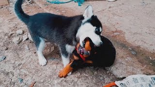 Se encuentran por primera vez husky siberiano vs Rottweiler [upl. by Epp]