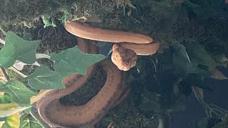 AMAZON TREE BOA Unboxing [upl. by Ayinat]