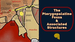 The Pterygopalatine Fossa [upl. by Anirbed]