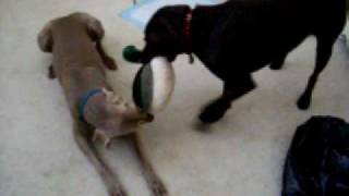 Weimaraner Vs Chocolate Lab Tug of WAR [upl. by Meeharbi669]