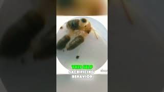 The Exploding Ant Natures SelfSacrificing Hero  Animal Fact [upl. by Elsworth812]