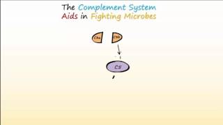 Complement System Part 1  Overview and Actions to Fight Infections [upl. by Rudy]