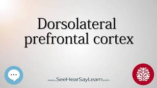 Dorsolateral prefrontal cortex Anatomy of the Brain SeeHearSayLearn 🔊 [upl. by Wickman]