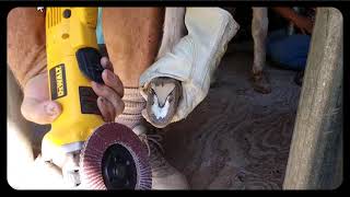 Miniature Donkey hoof trimming with a grinder [upl. by Nosredneh761]