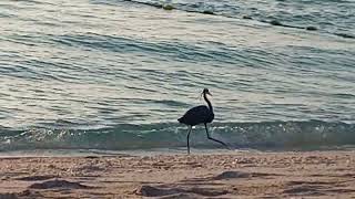 Crane bird enjoys walking on the Sea Waves  Just Amazing [upl. by Berthoud]