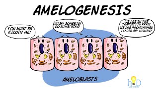 Amelogenesis  HackDentistry [upl. by Averat]