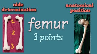 side determination amp anatomical position of femur  by Foziya Vohra ampMukta Nivedita [upl. by Ardnosal416]