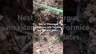 Nest of Polyergus mexicanus with Formica workers and alates [upl. by Alber]