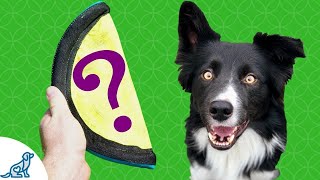 Fetch And Retrieve The Trick You Can Use To Teach Your Dog To Fetch Professional Dog Training Tips [upl. by Otis]