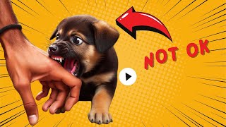 How to Train Your Puppy to Stop Biting [upl. by Animas]