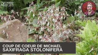 Coup de coeur de Michael  le Saxifraga stolonifera [upl. by Puklich]