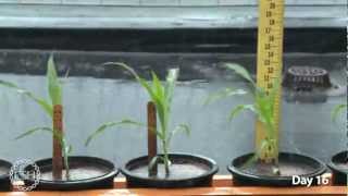 Timelapse Video of Growing Maize Plants [upl. by Falzetta]