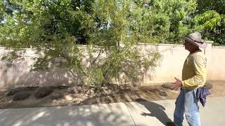 Pruning A Chilopsis Linearis Desert Willow [upl. by Epul]