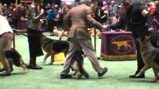 The Westminster Kennel Club [upl. by Nikolia133]