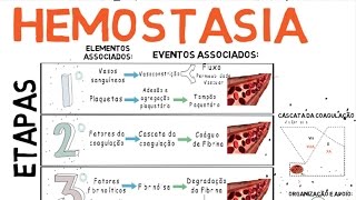 Hemostasia Coagulação do Sangue [upl. by Ahsilak451]