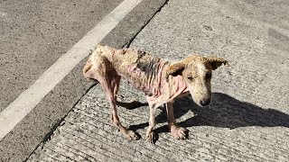 Got Shooed Away Due To Sarcoptic Mange She Ran With A Leg Is Fractured And Another One Is Swollen [upl. by Clayberg150]