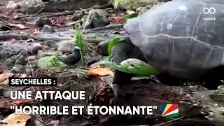 Une tortue géante des Seychelles filmée en train de chasser un bébé oiseau [upl. by Takashi]