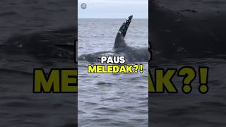 Bagaimana jika Paus Meledak di lautan animals whale [upl. by Namyw]