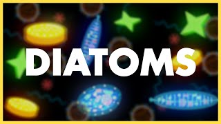 Diatoms Class 11 ANIMATION  Biological Classification Class 11 Biology  NEET 2022 [upl. by Reg]