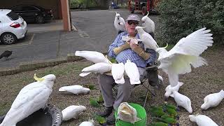 Flock me Cheeky wild cockatoos get a feed [upl. by Niraa]