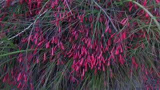 Planta coral en flor Russelia equisetiformis wwwriomoroscom [upl. by Jehanna]