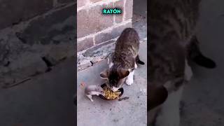 Gato y Ratón comiendo juntos del mismo Plato 😨💀 [upl. by Anirad]