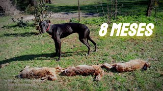 GALGOS VS LIEBRES 2023🇦🇷MANO A MANO  MESSI CON 8 MESES [upl. by Caffrey526]