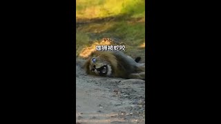 雄獅被非洲毒性最強的蛇咬到 看動物世界品百味人生 野生動物零距離 [upl. by Nylodam]