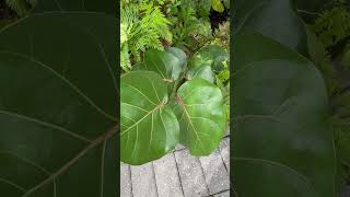 Seagrape Or Sea Grape Tree Care [upl. by Staffan]