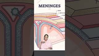 Meninges of brain science braindisease food humanbrain cookies braincells keto brainaneurysm [upl. by Alyl]