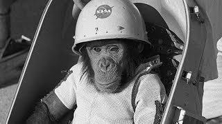 A saga de Ham o chimpanzé astronauta da NASA [upl. by Enyawed]