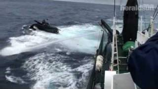 WHALING COLLISIONJAPANESE VESSEL SMASHES INTO ANTIWHALING BOAT1510 [upl. by Olram]