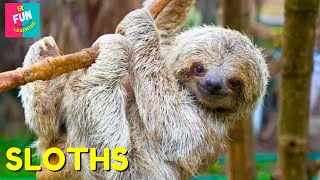 Sloths  The Slowest and Fluffiest Creatures on Earth Educational Fun for Kids [upl. by Linders]