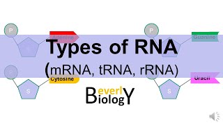 Types of RNA mRNA tRNA rRNA [upl. by Adnilim]